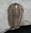 Beautiful Flexicalymene Trilobite From Ohio #8323-1